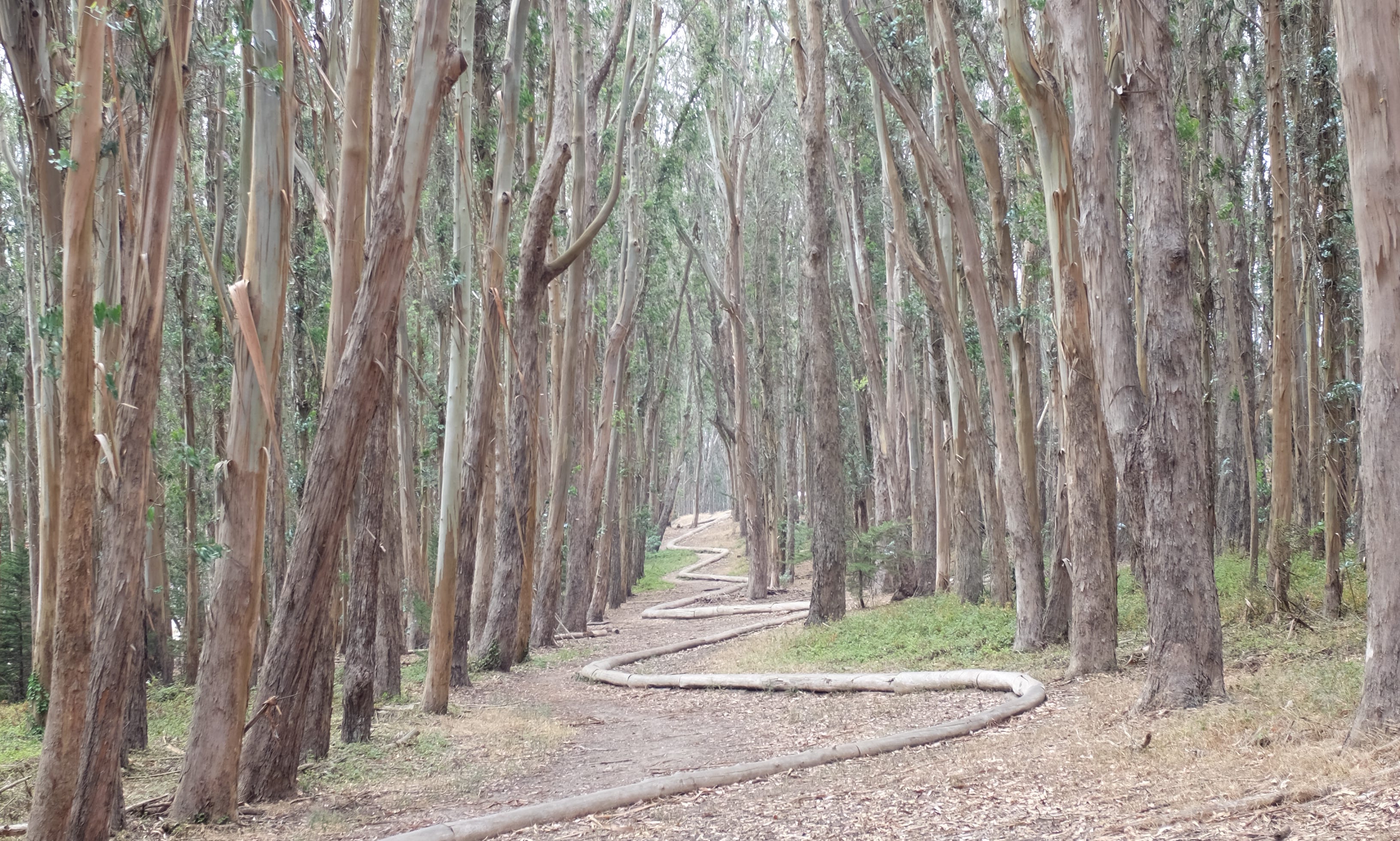 Wood Line - the eucalyptus forest