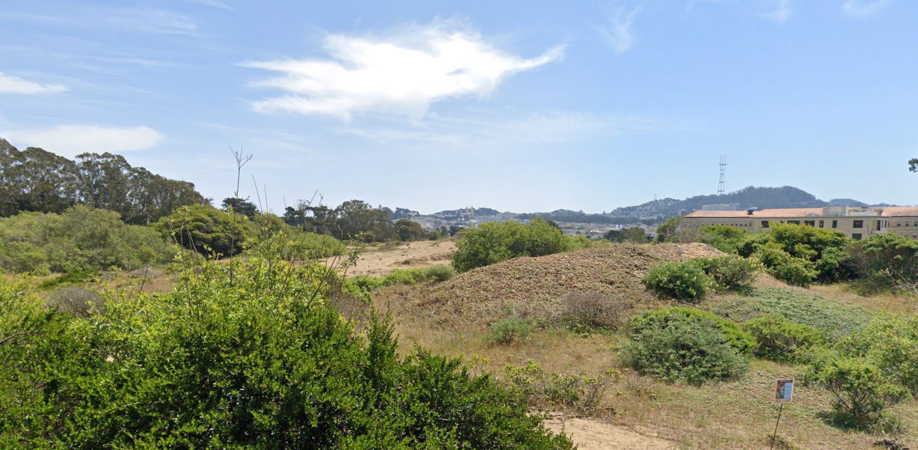 Scrubland in the Presidio